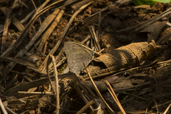 Cissia phronius