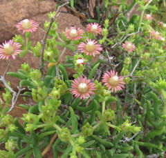 Delosperma multiflorum