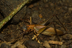 Ischnomela pulchripennis