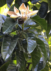 Magnolia hernandezii