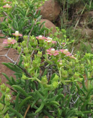 Delosperma multiflorum