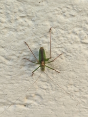 Leptophyes punctatissima