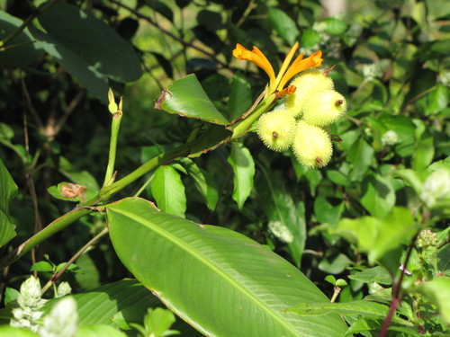 Caribbean canna (Canna jaegeriana)