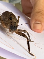 Nesoecia