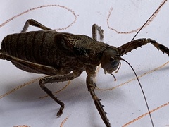 Nesoecia