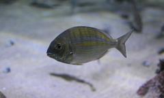 Rhabdosargus holubi