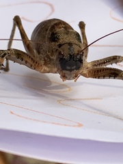 Nesoecia
