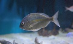 Rhabdosargus holubi