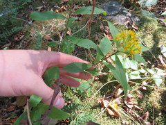 Solidago petiolaris