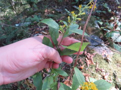 Solidago petiolaris