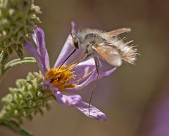 Anastoechus barbatus