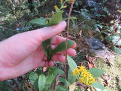 Solidago petiolaris