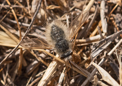 Anastoechus barbatus