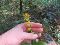 Solidago petiolaris
