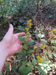 Solidago petiolaris