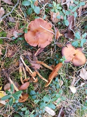 Cortinarius gentilis