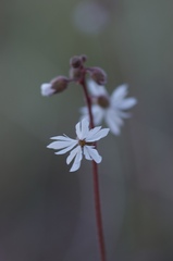 Lithophragma tenellum