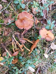 Cortinarius gentilis