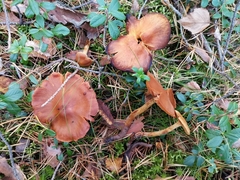 Cortinarius gentilis