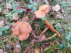 Cortinarius gentilis
