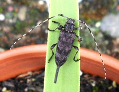 Acanthocinus obsoletus