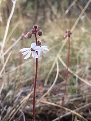 Lithophragma tenellum