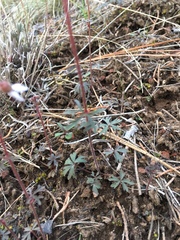 Lithophragma tenellum