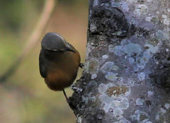 Sylvietta rufescens flecki
