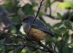 Sylvietta rufescens flecki