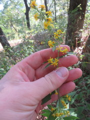 Solidago buckleyi