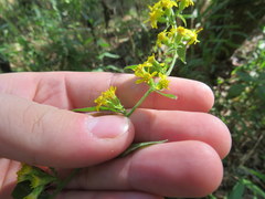 Solidago buckleyi