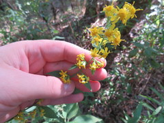 Solidago buckleyi