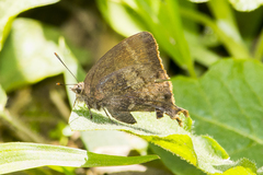 Denivia curitabaensis