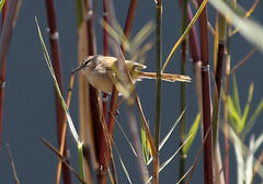 Prinia subflava affinis