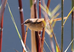 Prinia subflava affinis