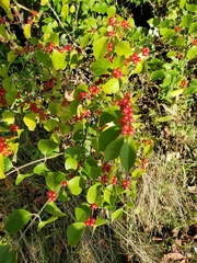 Lonicera maackii