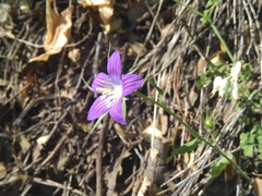 Campanula ramosissima