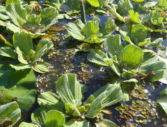 Pistia stratiotes image