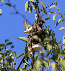 Urocolius indicus transvaalensis