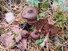 Cortinarius ectypus