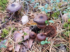 Cortinarius ectypus