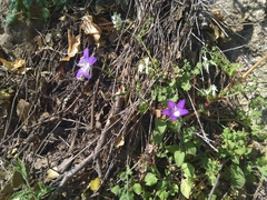 Campanula ramosissima