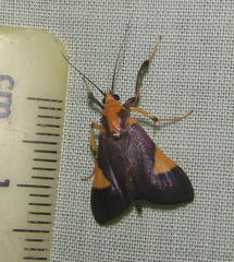 Ulopeza conigeralis