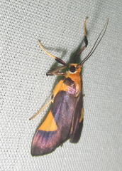 Ulopeza conigeralis