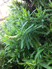 Lavandula viridis