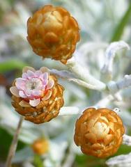 Helichrysum cochleariforme