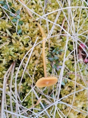 Galerina tibiicystis