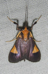 Ulopeza conigeralis