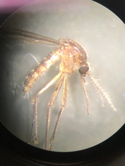 Aedes atlanticus