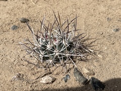 Sclerocactus cloverae